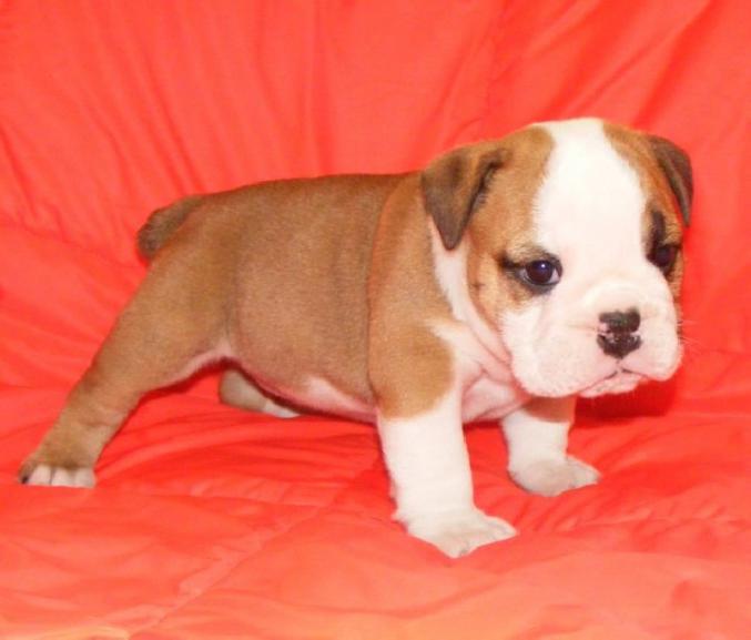 MAGNIFIQUE BULLDOG ANGLAIS