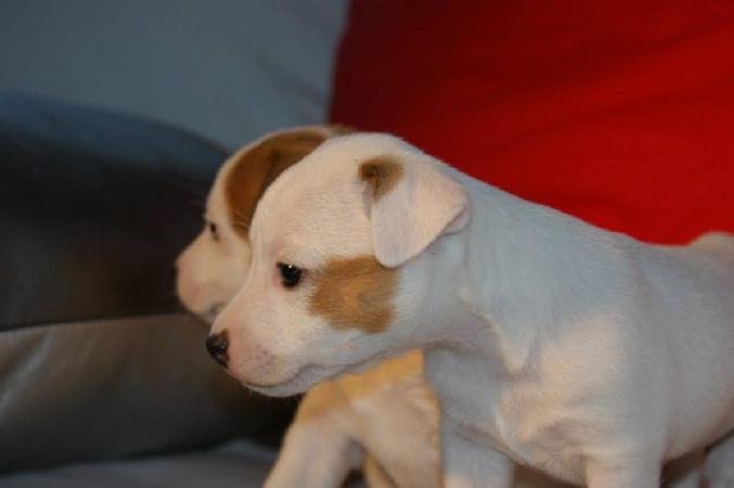 6 Superbes chiots Jack Russell