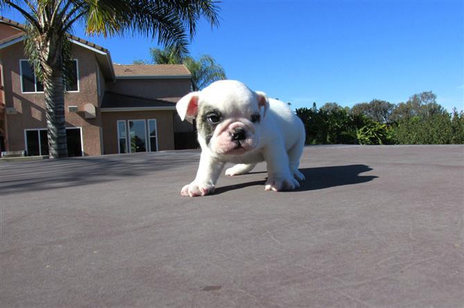 Chiots Bulldog Anglais LOF Pédigrée Exceptionnel.