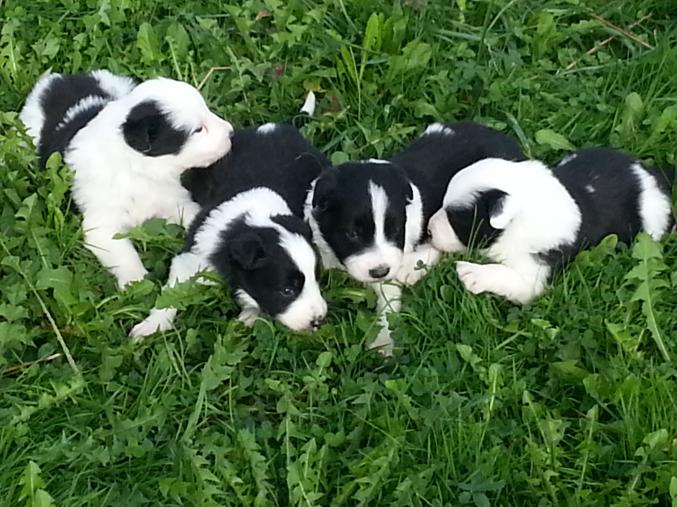 Chiots type border collie