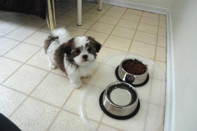 Adorable chiot Shih tzu Femelle disponible.