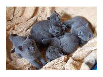 Chatons chartreux