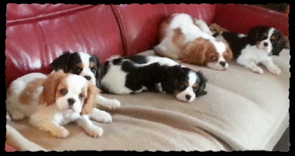 Superbe chiots cavalier king charles disponible de suite