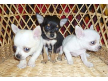 Chiots type chihuahua blanc et chocolat