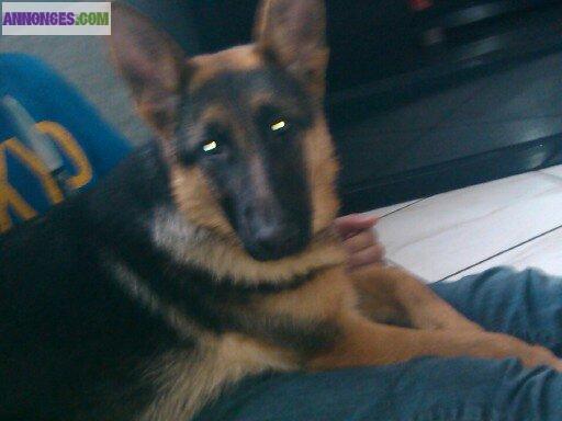 Male type berger allemand non lof