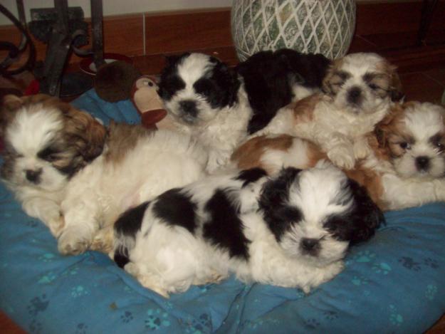 Deux magnifiques bébé Shih Tzu