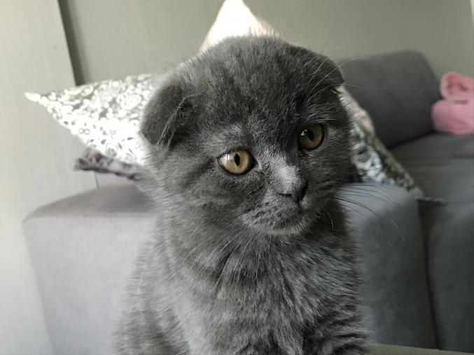 SCOTTISH FOLD