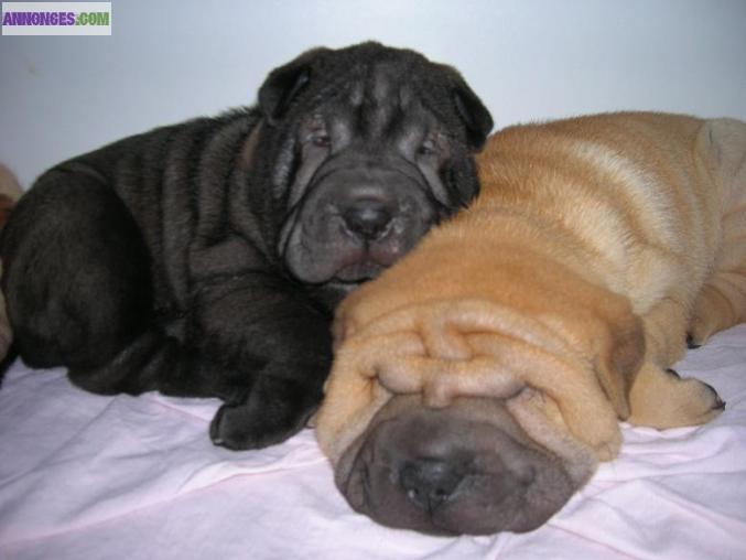 Chiots Shar pei -dispos de suite