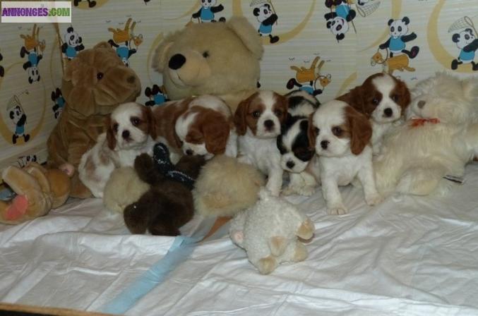 Sublimes chiots de race cavalier king charles pure race