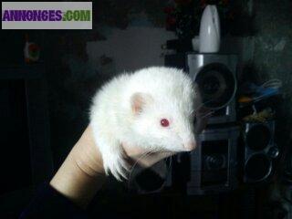 Furet