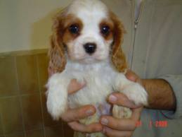 Chiots de race cavalier king charles, LOF