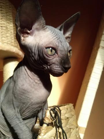 Chat sphynx