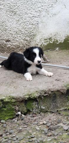 Chiots Bearded Collie