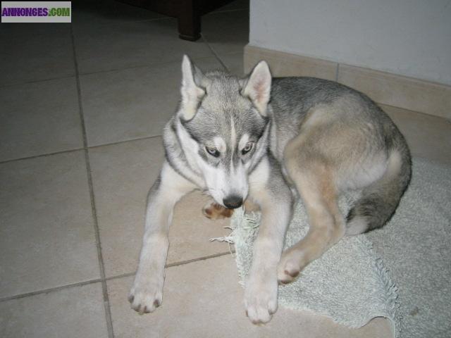 Perdue chienne husky