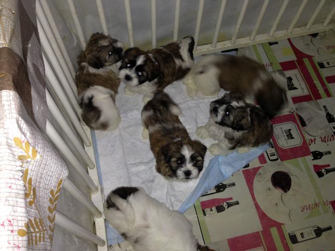 ADORABLES CHIOTS TYPE SHIH TZU