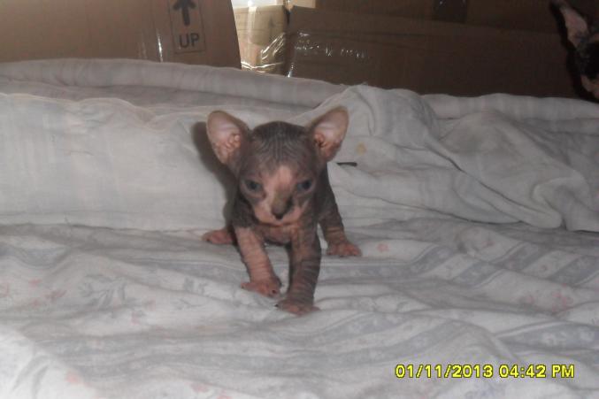 Chatons sphynx