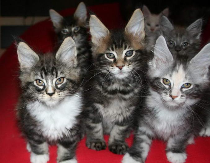 Chatons maine coon loof disponibles