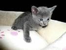 Chatons Bleu russe LOOF.