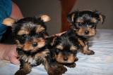 2 jolies chiots yorkshire