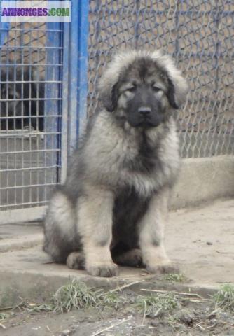 Chiots de garde - SARPLANINEC DISPONIBLE