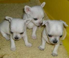 Superbes chiots type chihuahua