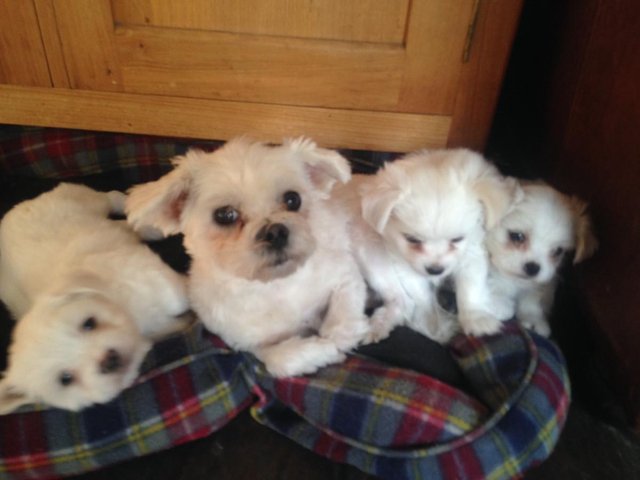 03 chiots Bichon Maltais