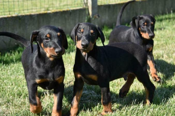 Chiots Dobermann mâles et femelles LOF 