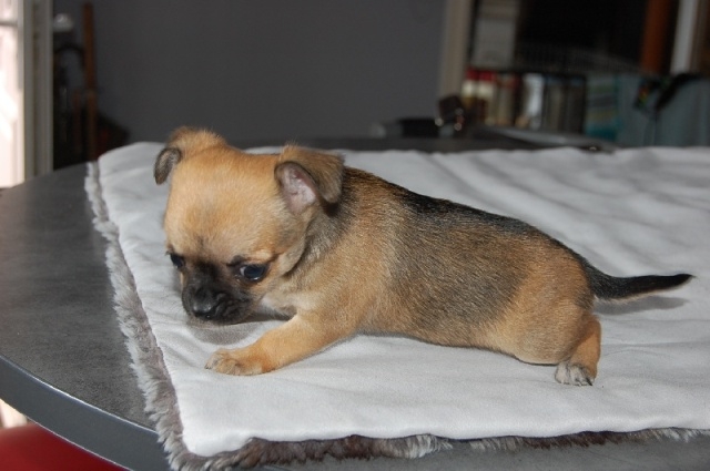 A donner magnifique chiot type femelle chihuahua 