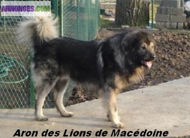 Chiots sarplaninec des lions de macedoine à réserver