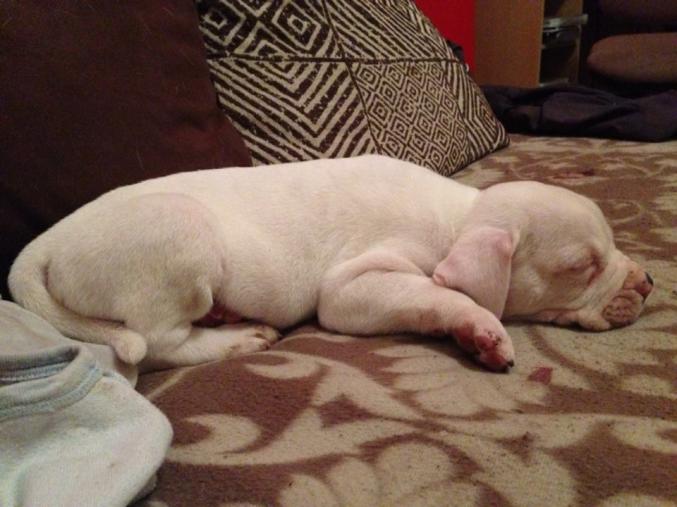 Chiots bouledogue americain pedigree