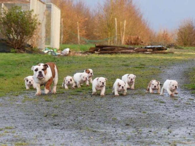 9 chiots Bulldog Anglais, 5 femelles et 4 mâles disponible.