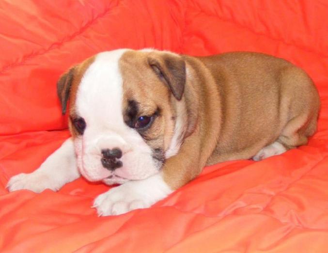 MAGNIFIQUE BULLDOG ANGLAIS