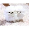 Magnifique Chiots POMERANIEN