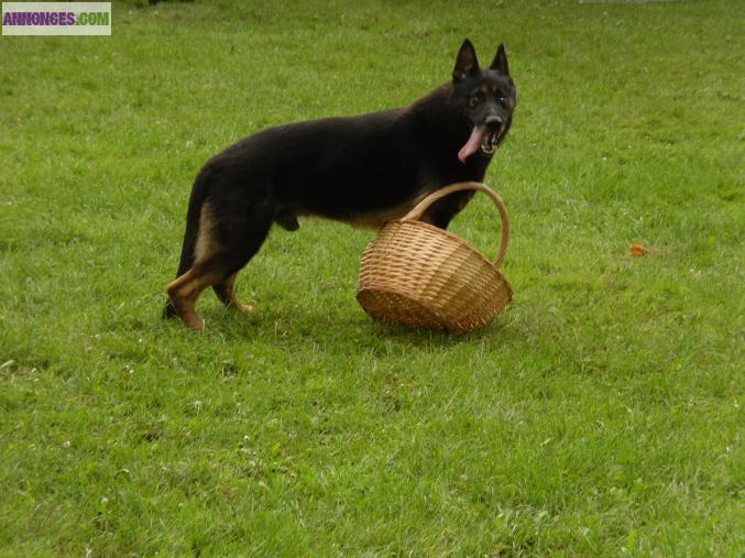 Chiots berger allemand LOF