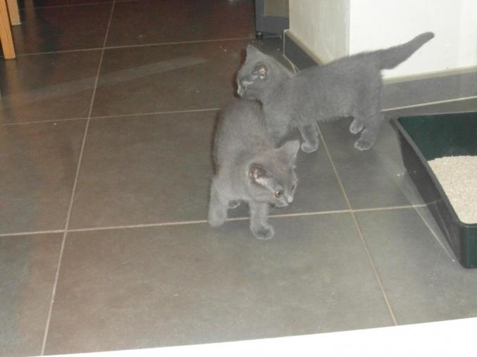 Deux merveilleux chatons de type chartreux