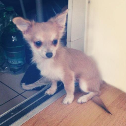 Chiot type chihuahua