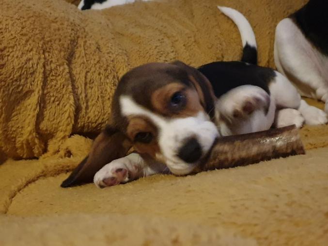 Magnifique chiots Beagle 