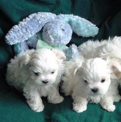 Magnifiques chiots bichon maltais