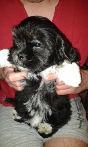 Chiots lhassa apso