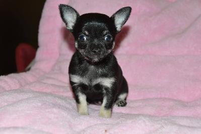 Adorable bb chihuahua