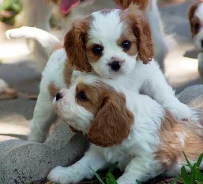 Chiots cavaliers king charles à reserver 