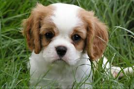 Chiots de race cavalier king charles, LOF