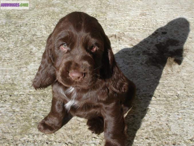 CHIOTS TYPE COCKER ANGLAIS