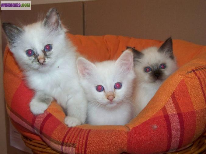 Chatons sacre birmanie disponible