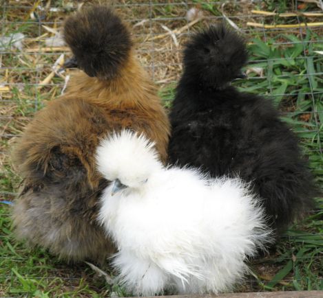 Poules soie