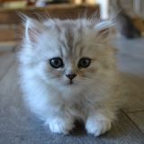 Adorable chatons persan a donner