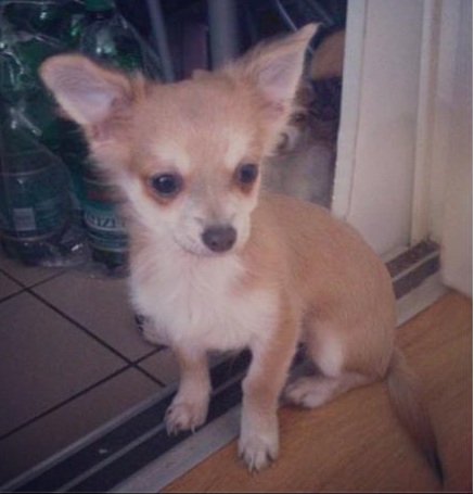 Chiot type chihuahua