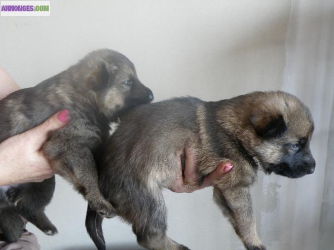 Chiots berger allemand lof