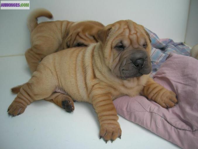 Chiots Shar pei -dispos de suite