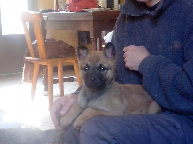 Type chiots malinois